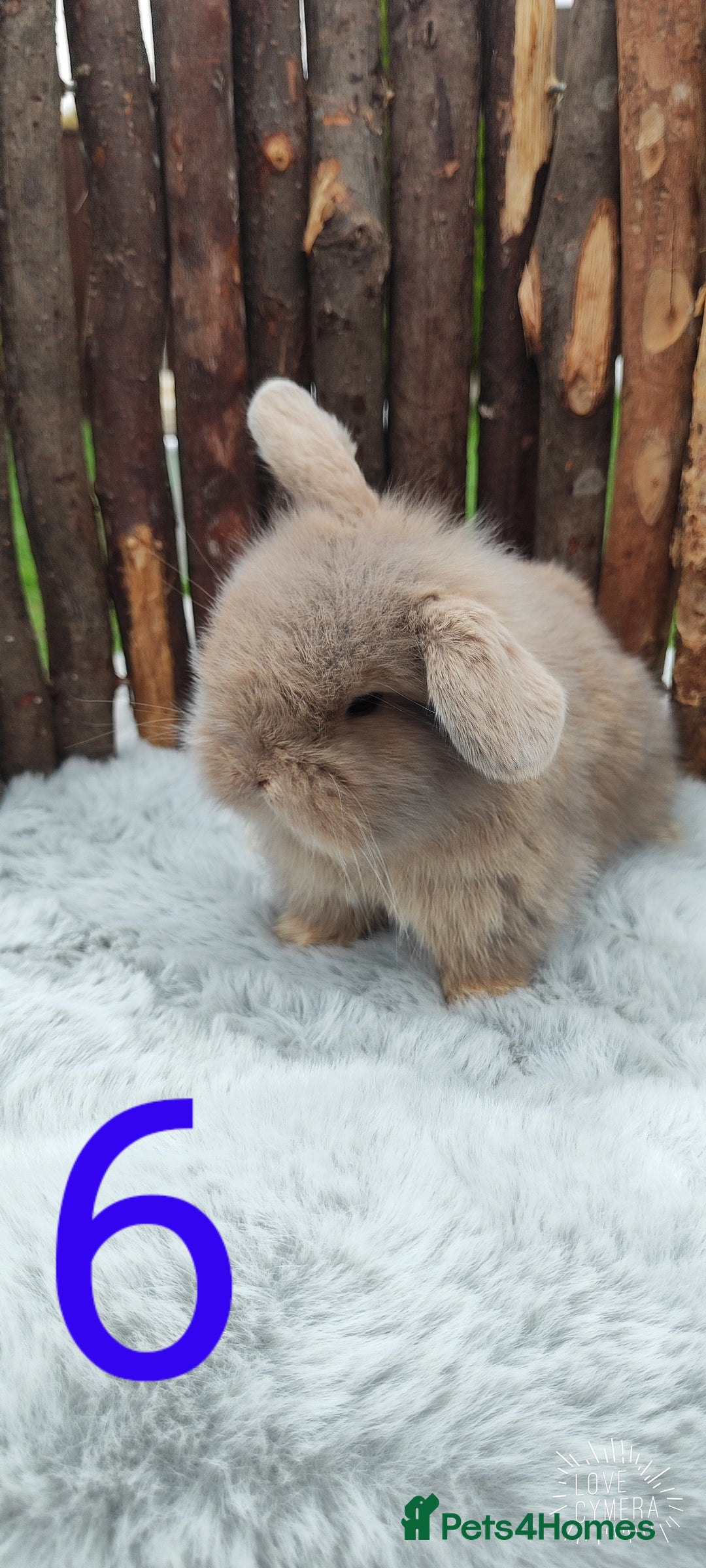 Mini Lop rabbits for sale: Mini lop and mini lop lion head   - Image 11