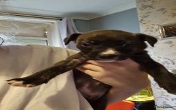 Mixed Breed dogs for sale: 3 boys left! Staff x Puppies  - Image 4