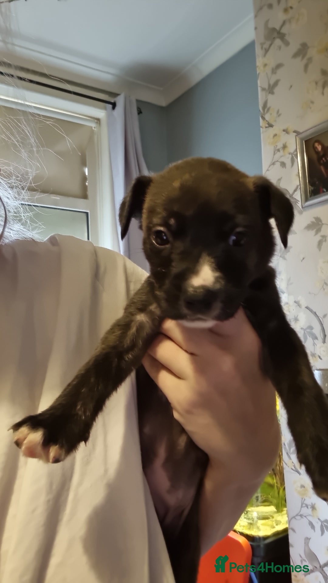 Mixed Breed dogs for sale: 3 boys left! Staff x Puppies  - Image 4