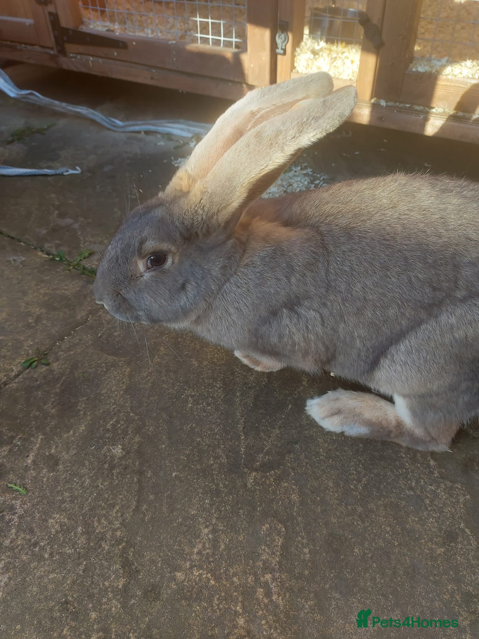 Flemish rabbits Large flemish rabbit for sale  - Advert 2