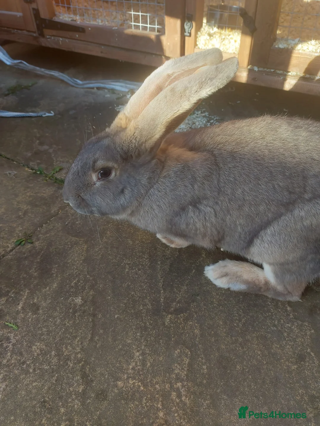 Flemish rabbits for sale: Large flemish rabbit for sale  - Advert 1