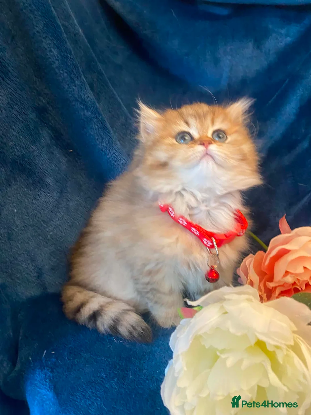 British Shorthair cats for sale: British shorthair kittens  - Advert 1