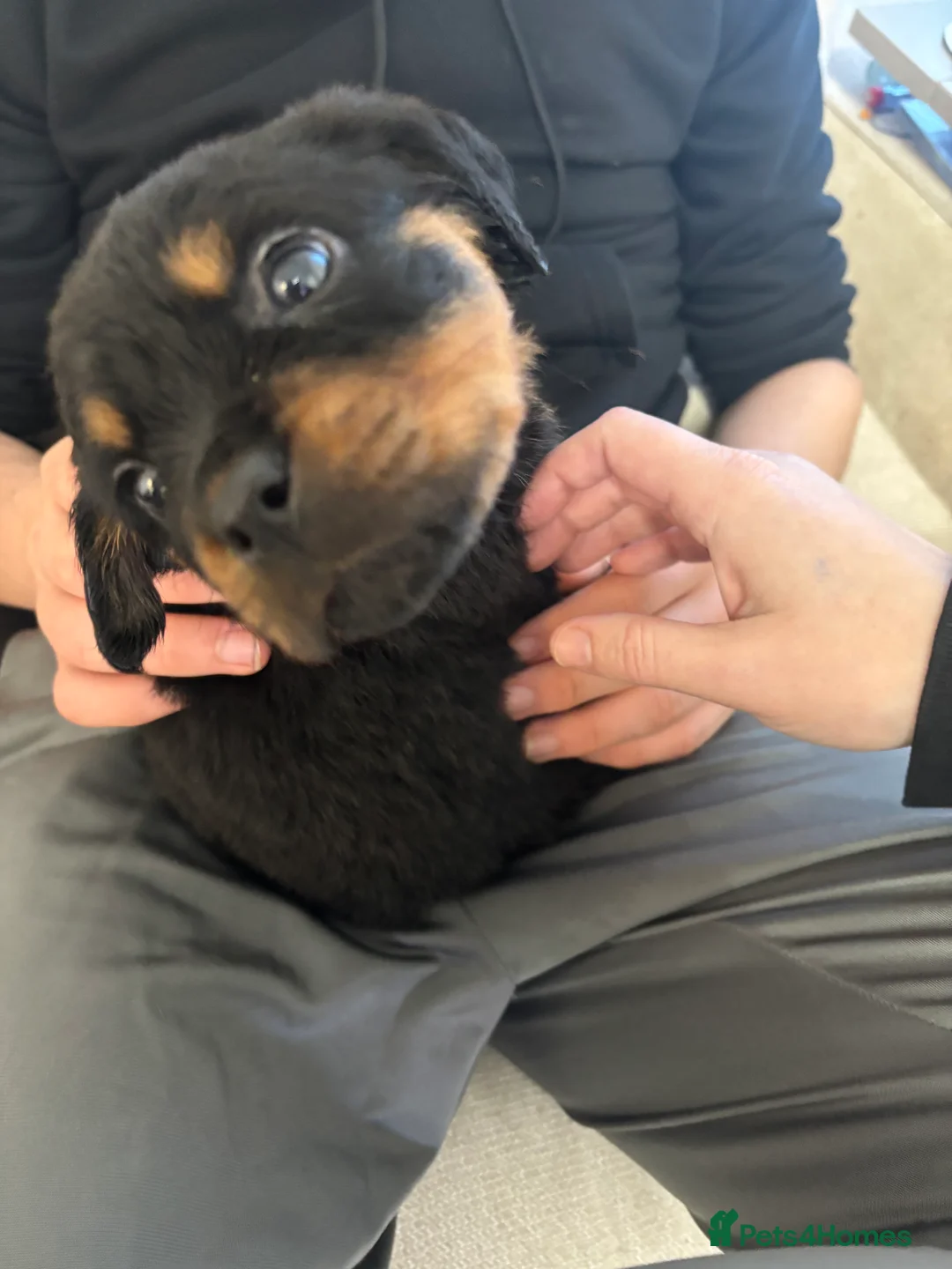 Rottweiler dogs for sale: 🐾🐶 beautifulRottweiler puppies 3 Girls Left🐶🐾 - Advert 16