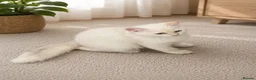 Scottish Fold cats for sale: Scottish Fold & Straight – Elegant Bloodline - Advert 9
