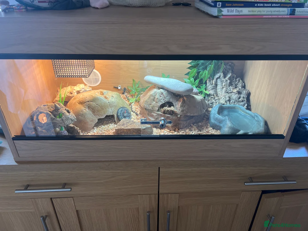 Corn Snake reptiles for sale: Corn snake full set up - Advert 4