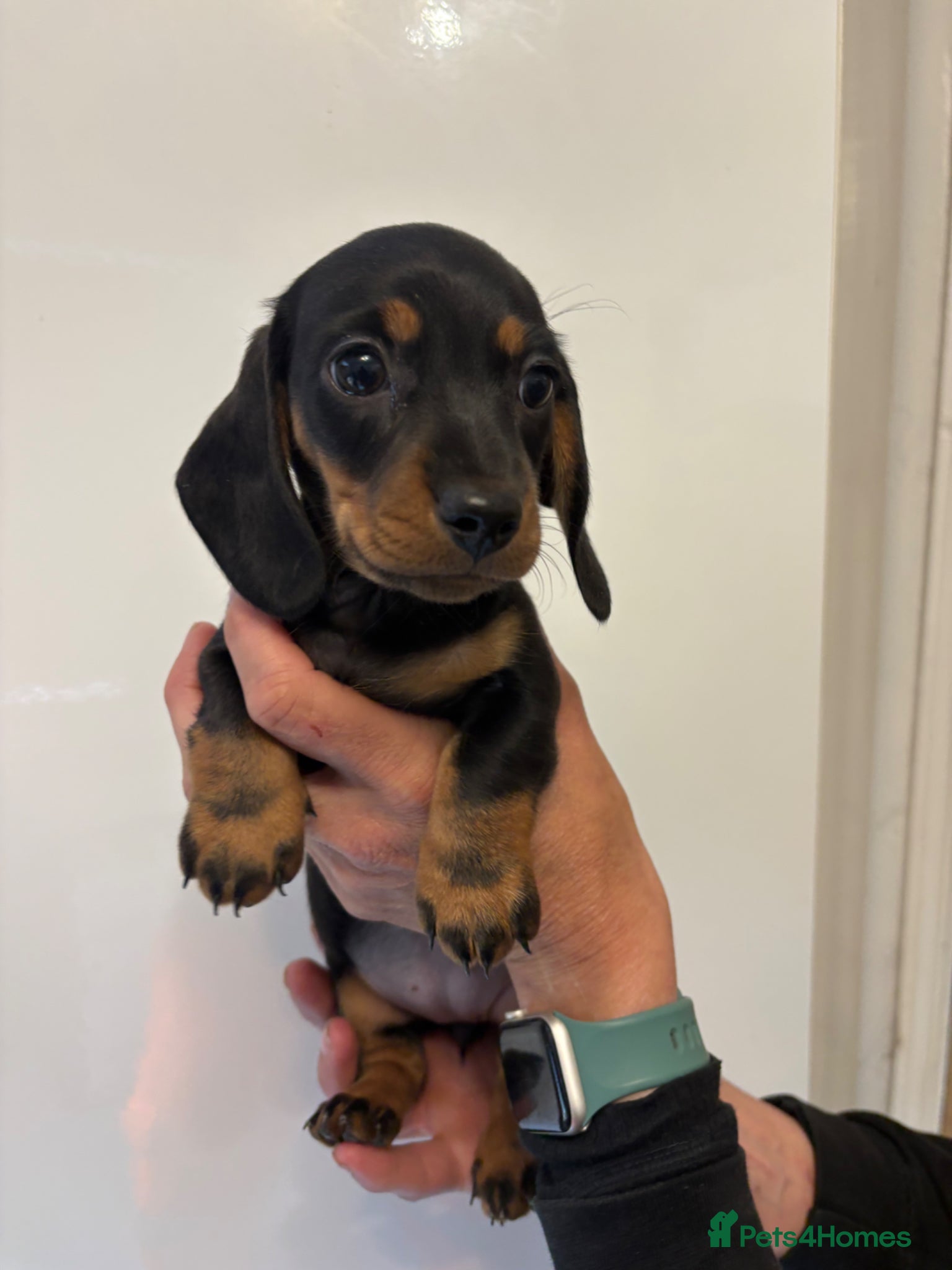 Miniature Dachshund dogs 🤩 1 stunning miniature dachshund 🤩 - Advert 4