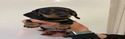 Miniature Dachshund dogs for sale: 🤩 1 stunning miniature dachshund 🤩 - Advert 1