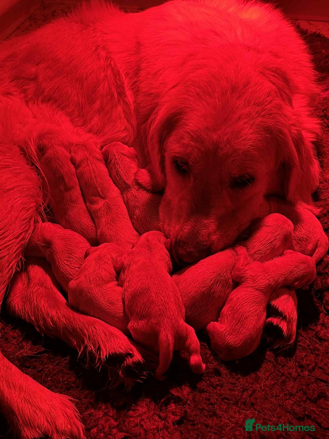 Golden Retriever dogs for sale: Amazing KC golden retriever puppies - Image 12
