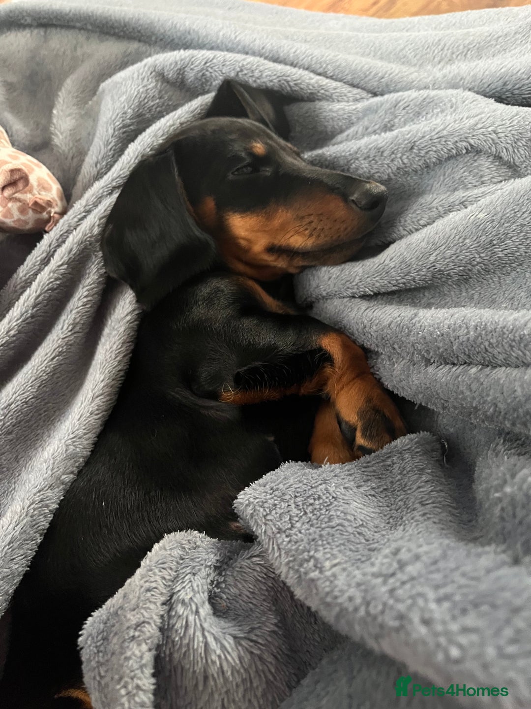 Dachshund dogs for sale: Beautiful dachshund puppies - Image 2