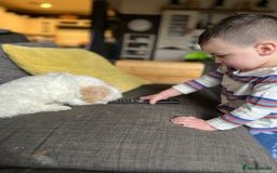 Maltese dogs for sale: maltese puppy for a new family - Image 1