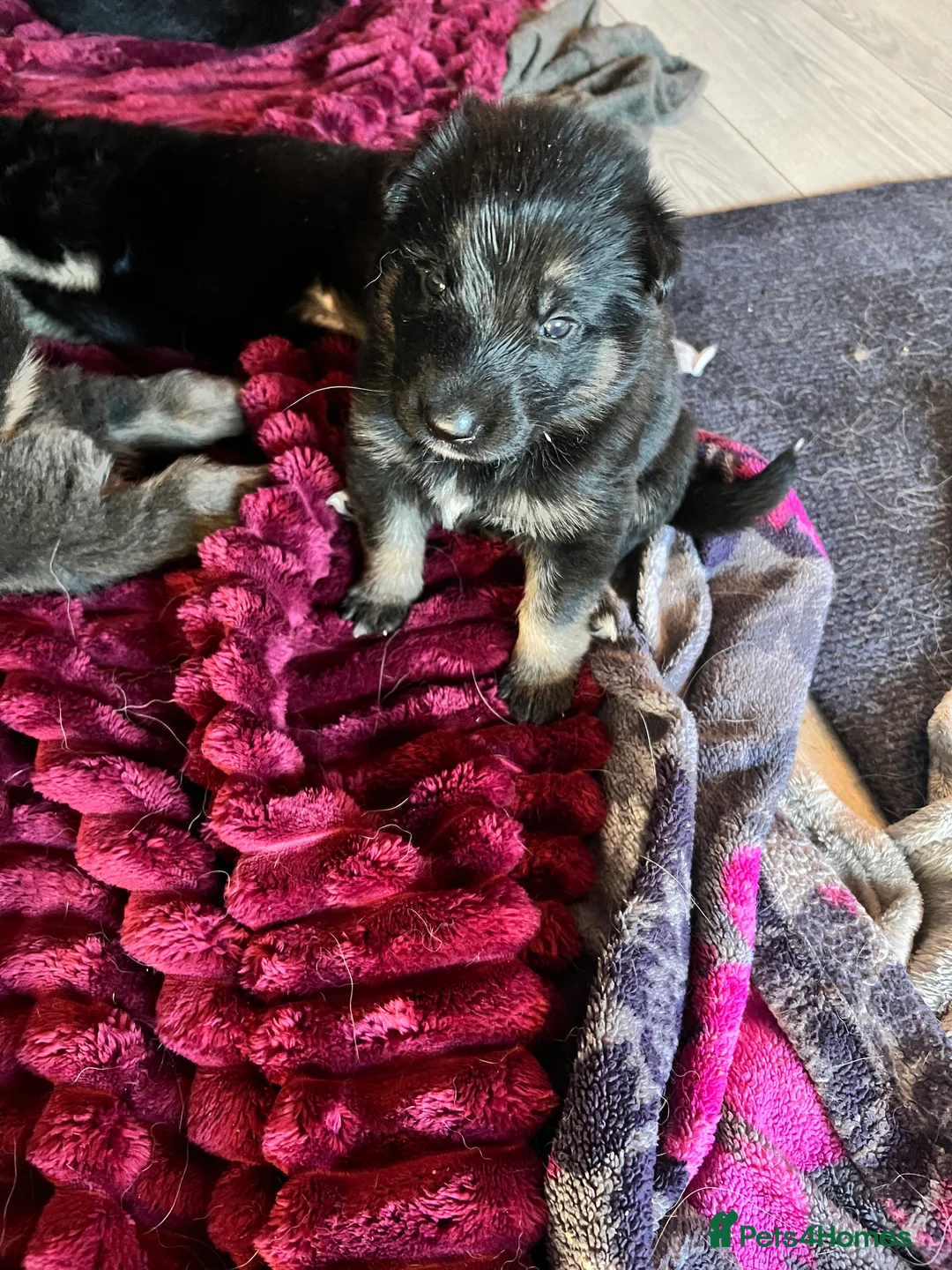 German Shepherd dogs for sale: The most stunning German Shepherd puppies - Advert 17