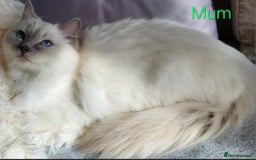 Ragdoll cats for sale: GCCF Registered Pedigree Lilac Point Ragdolls in Dundee - Image 7