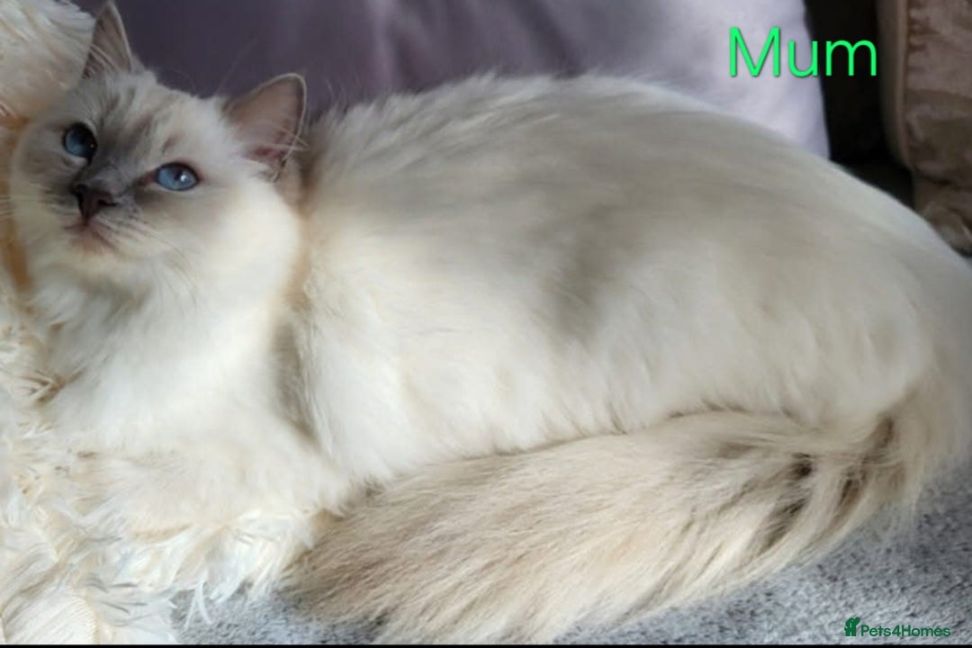 Ragdoll cats for sale: GCCF Registered Pedigree Lilac Point Ragdolls in Dundee - Image 7