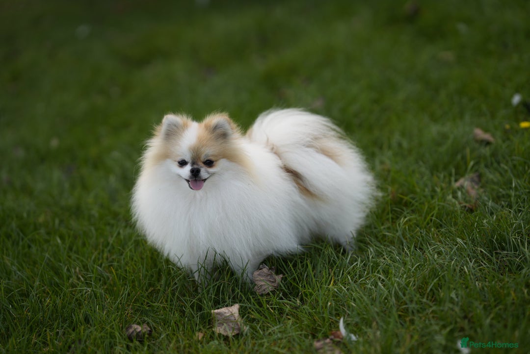 Pomeranian dogs for sale: Two cuties are looking for home  - Advert 19