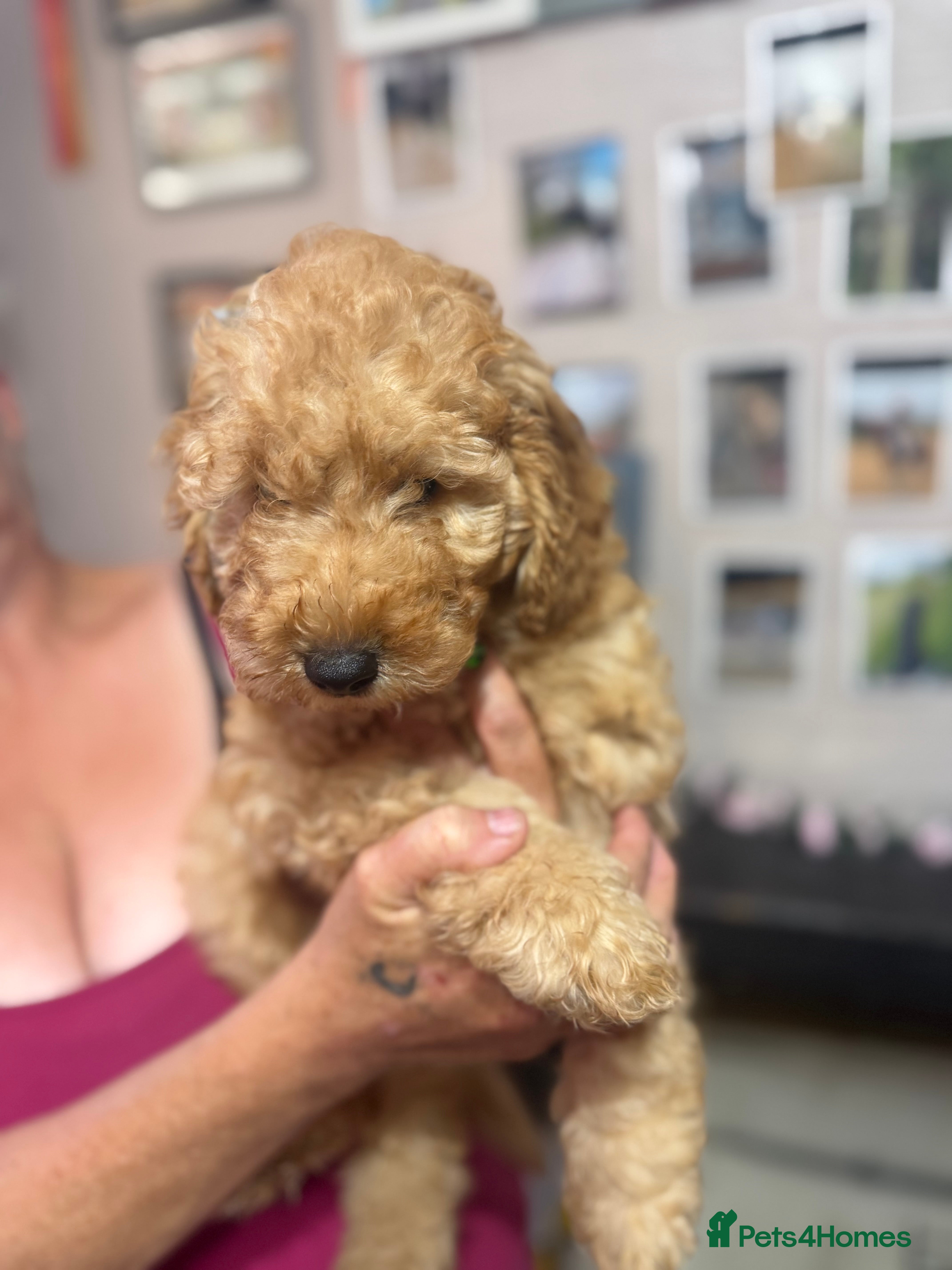 Miniature Poodle dogs mini labradoodles  - Advert 3
