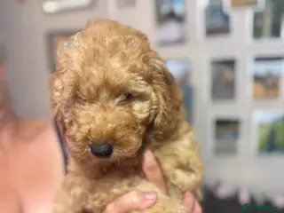 Miniature Poodle dogs mini labradoodles - Advert 3