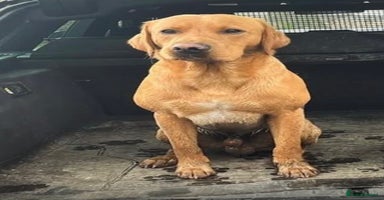 Labrador Retriever dogs - Advert 2
