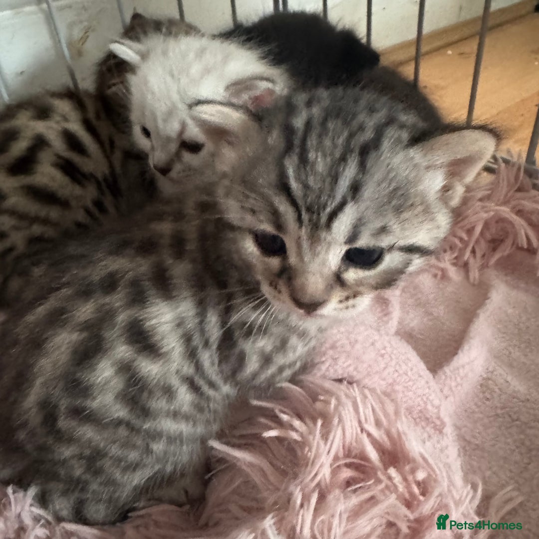 Bengal cats for sale: Beautiful Bengal Kittens - only GIRL available  - Advert 3