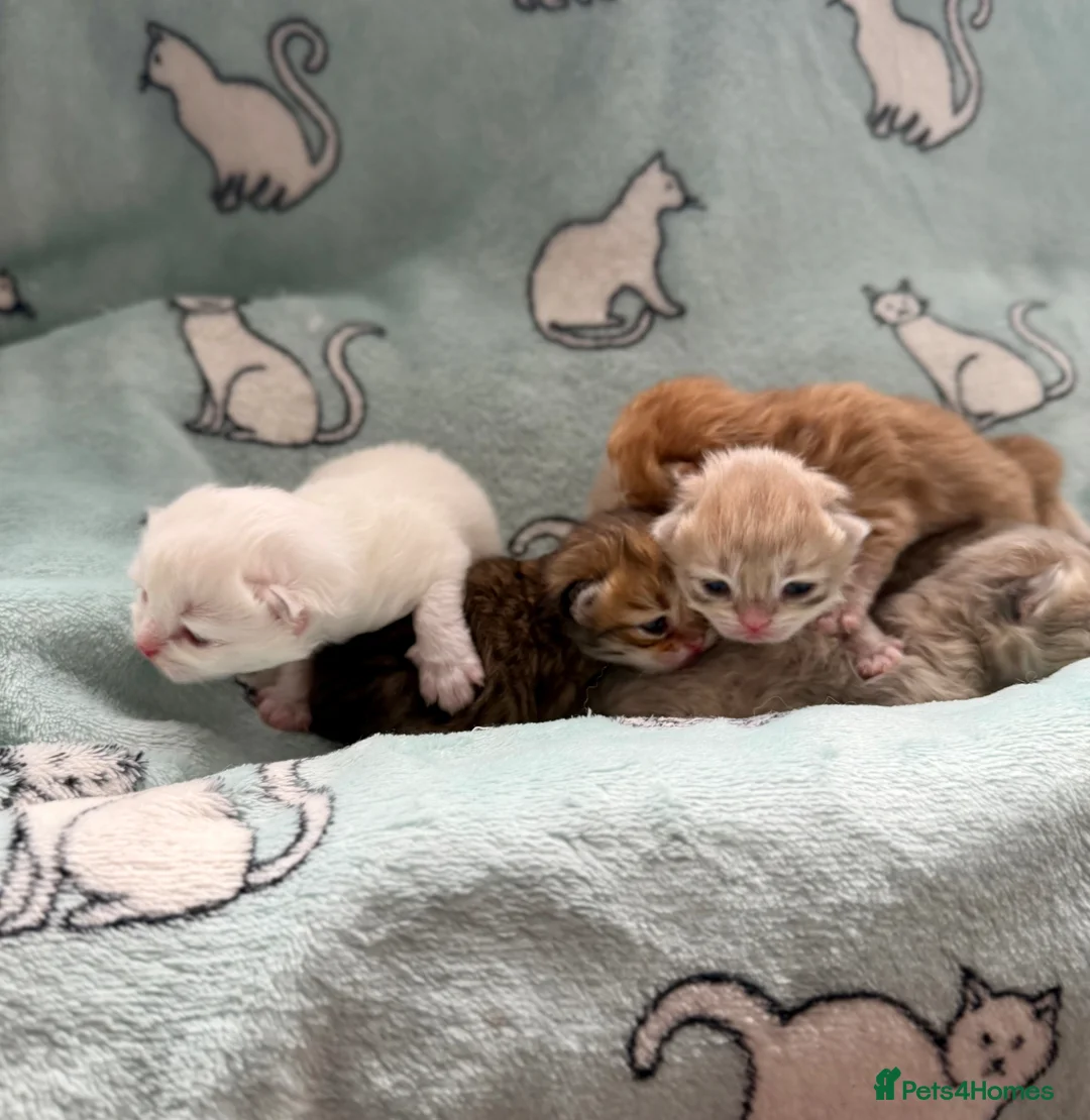 British Longhair cats for sale: Champion lines Golden British Longhairs - Advert 17