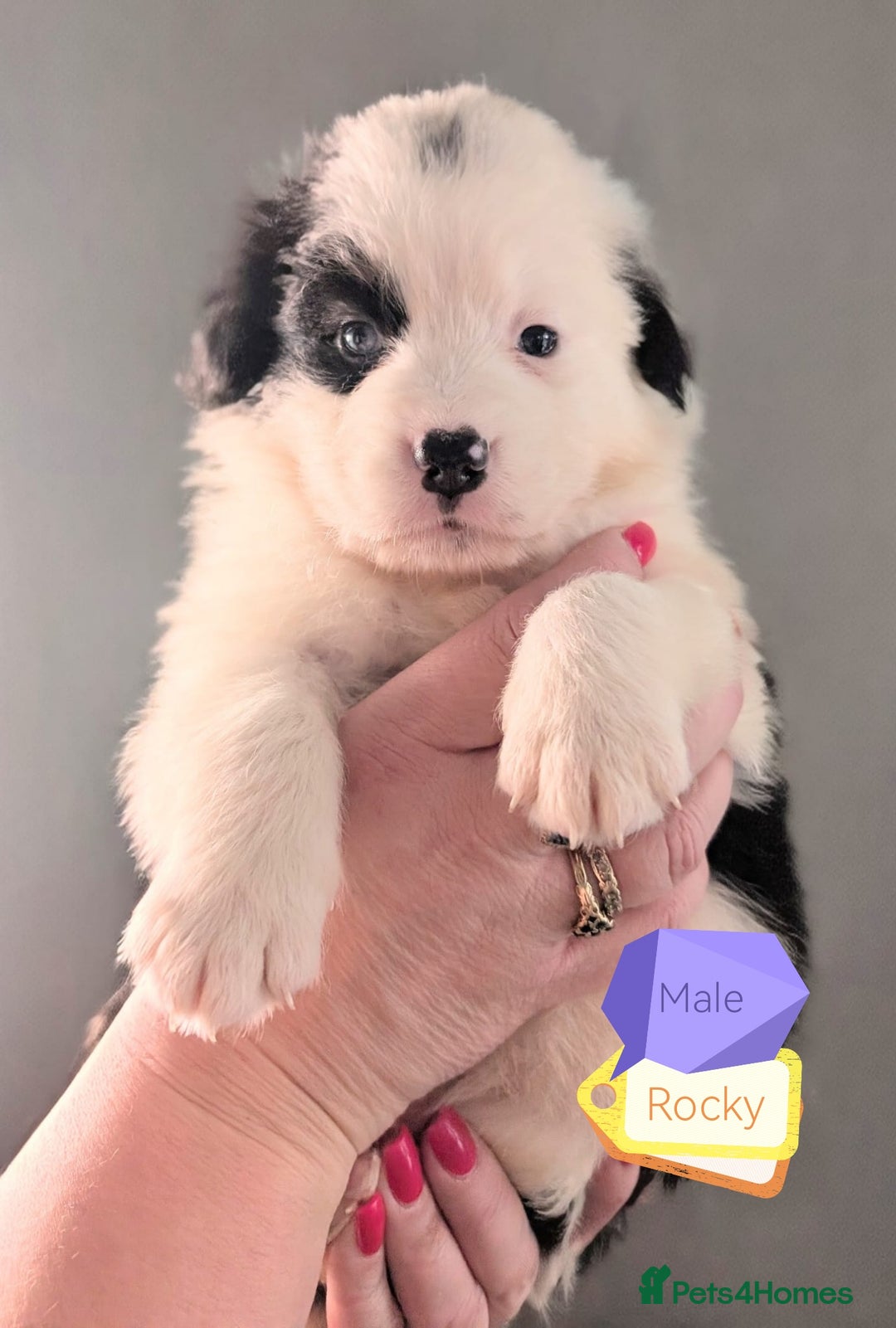Mixed Breed dogs for sale: Beautiful Bordernese Puppies - Advert 25