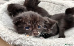 Bombay cats for sale: Kittens for sale  - Image 3