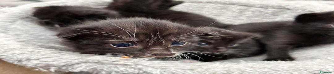 Bombay Kitten 5