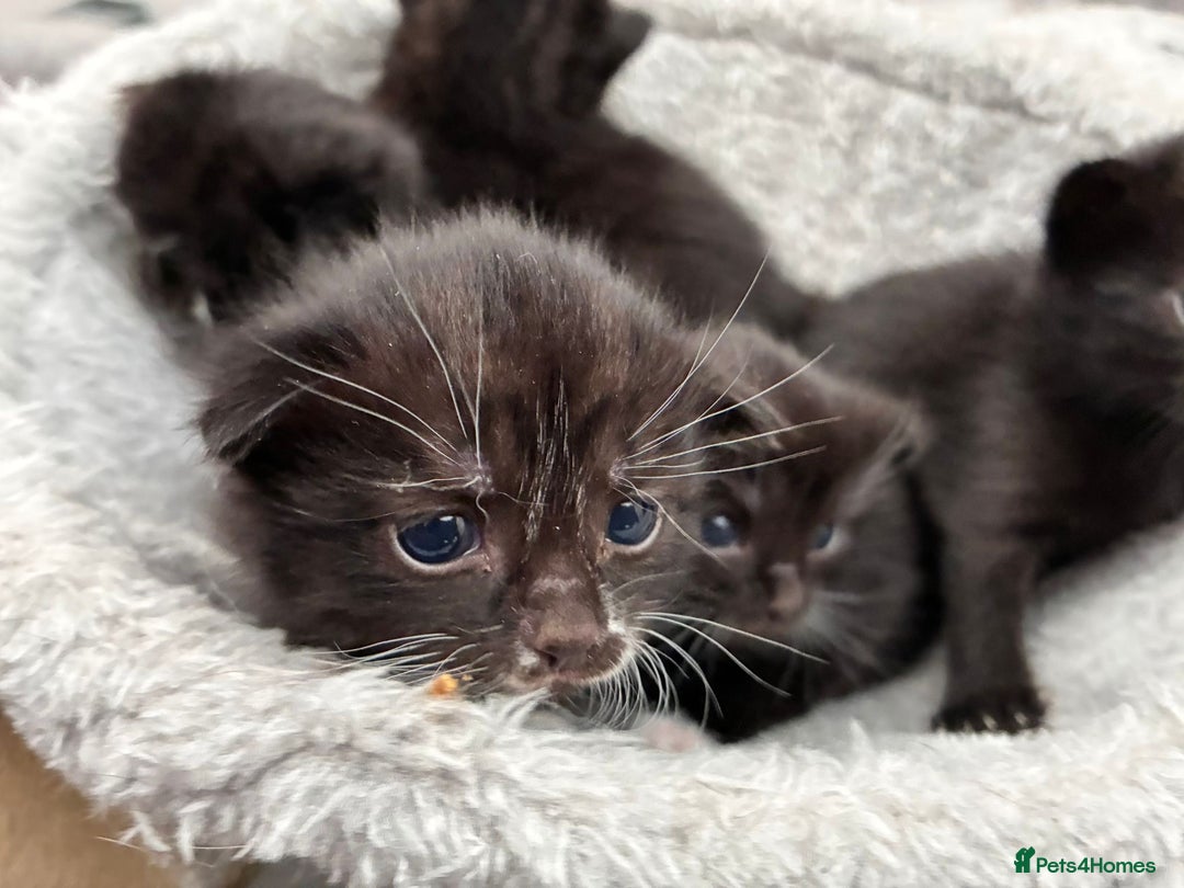 Bombay cats for sale: Kittens for sale  - Image 3
