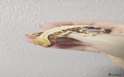 Gecko reptiles for sale: Crested Gecko Gargoyle &  Leachianus Gecko  in Wigston - Image 24