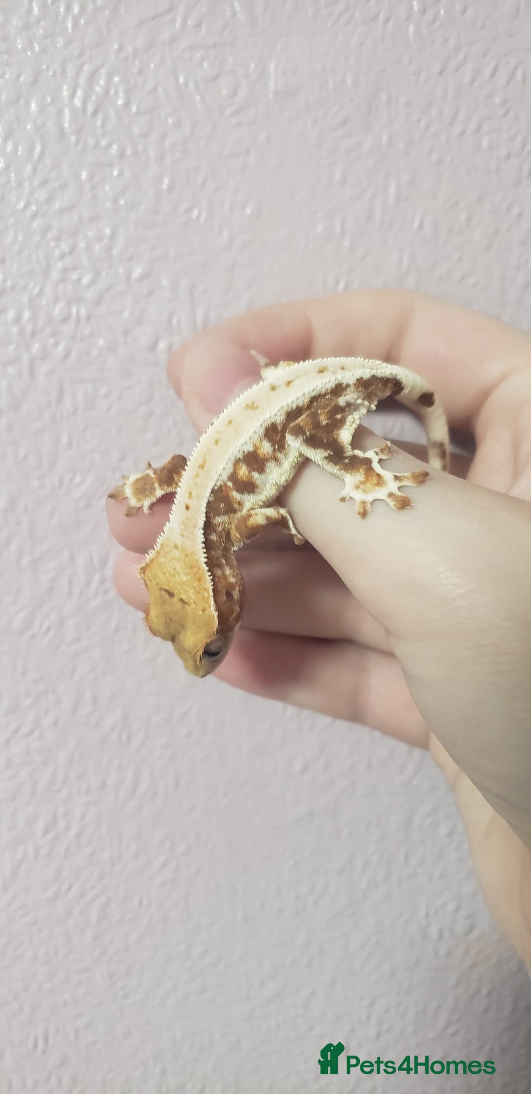 Gecko reptiles for sale: Crested Gecko Gargoyle &  Leachianus Gecko  in Wigston - Image 24