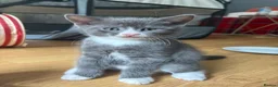 British Shorthair cats for sale: 3 Beautiful British Shorthair Babies 🐱 - Advert 4