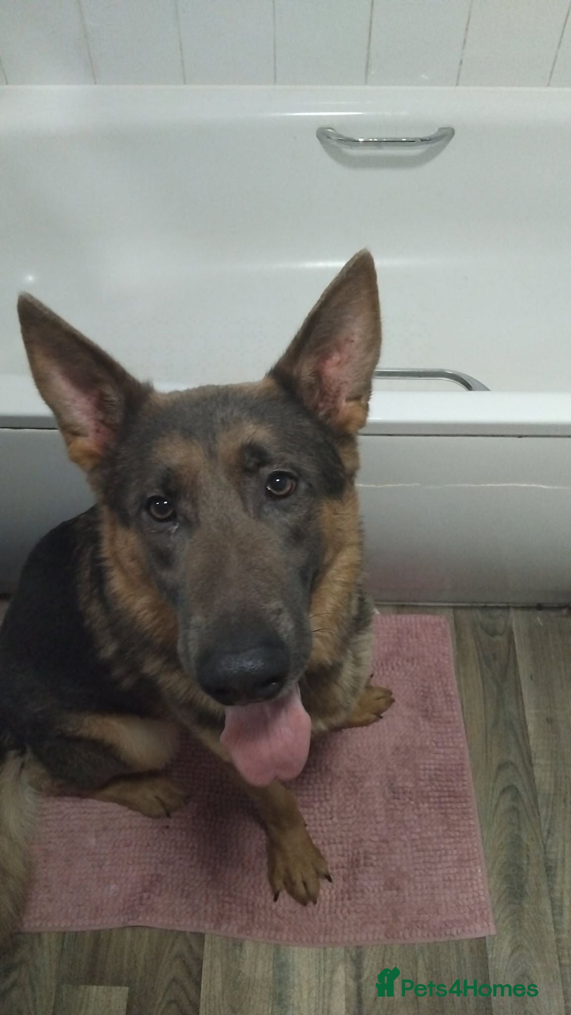 German Shepherd dogs Lulu/lucifer  - Advert 1