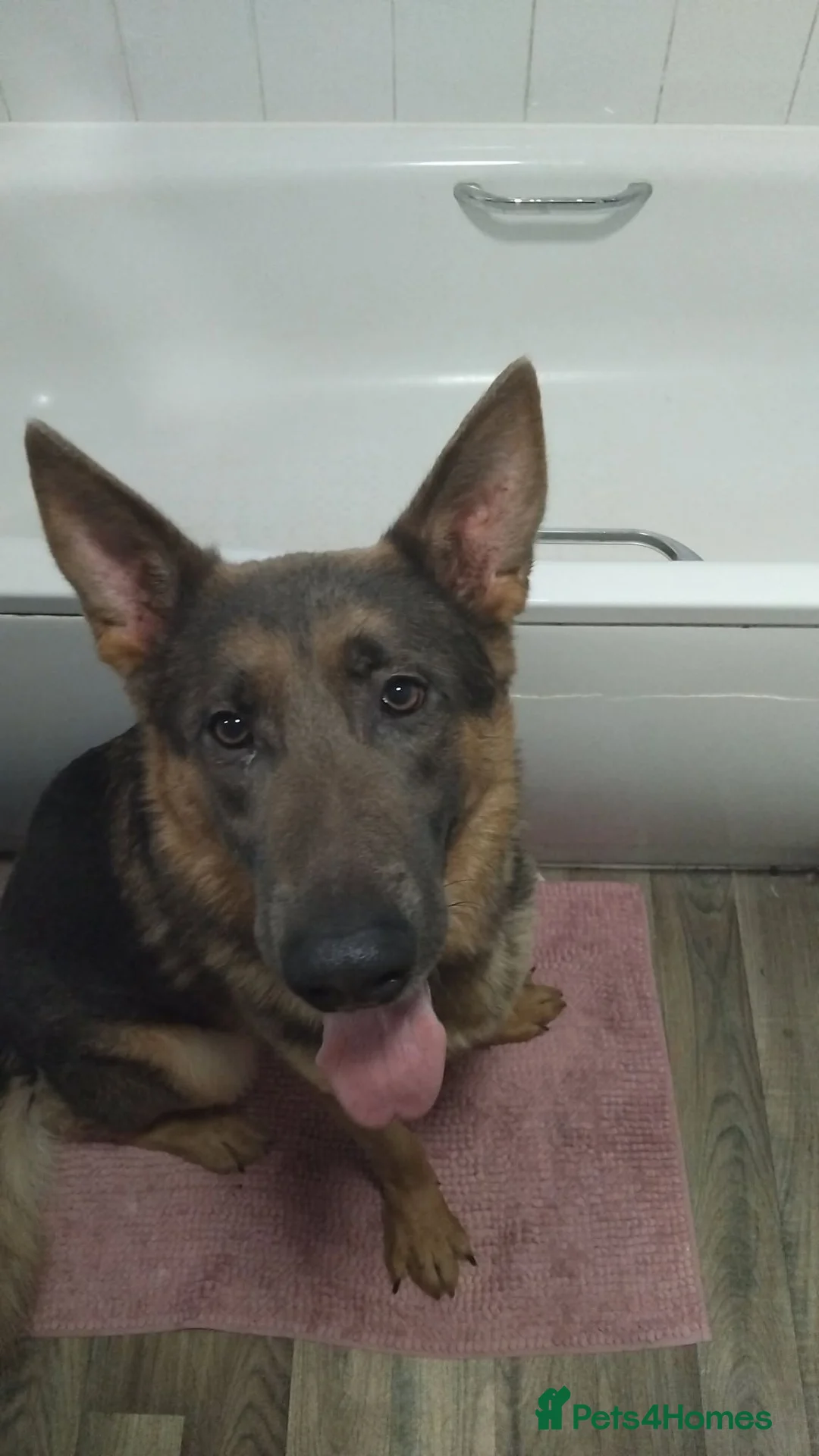 German Shepherd dogs for sale: Lulu/lucifer  - Advert 1