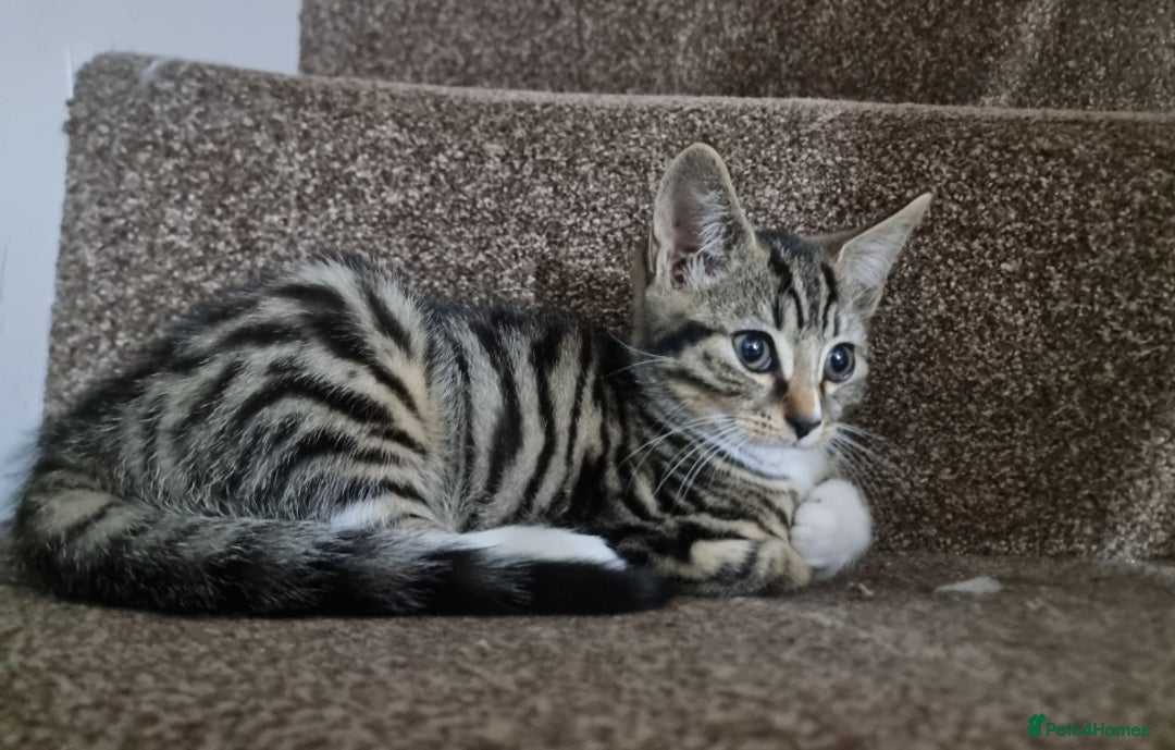 Mixed Breed cats for sale: Two Adorable male Kittens - Advert 2