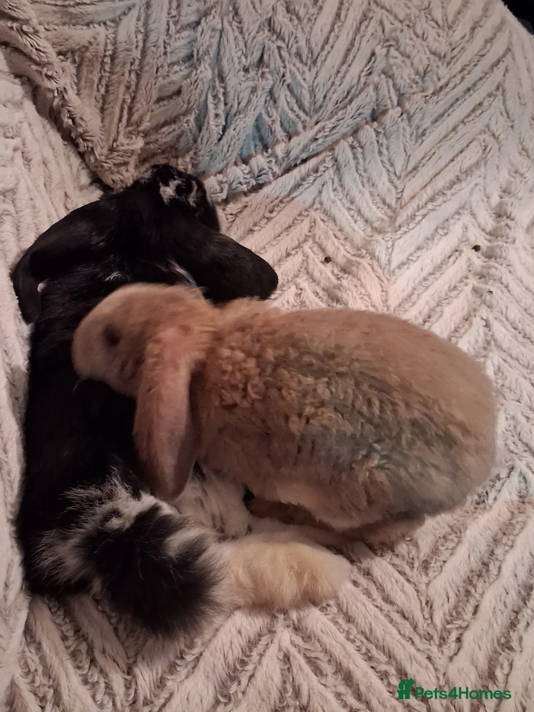 Mixed Breed rabbits for sale: Lop x rex astrex plush boy  - Advert 2