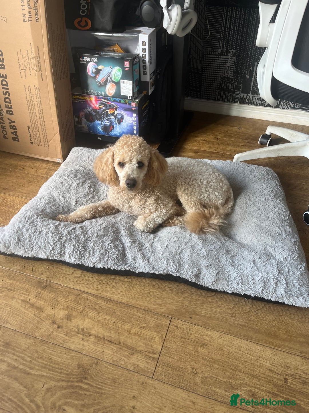 Poodle dogs for stud: Beautiful Poodle Stud - Image 3
