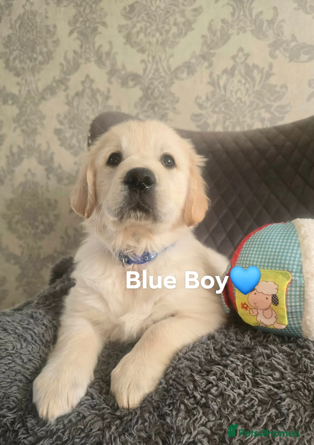 Golden Retriever dogs for sale: Adorable Golden Retriever KC Reg Puppies for Sale - Advert 1