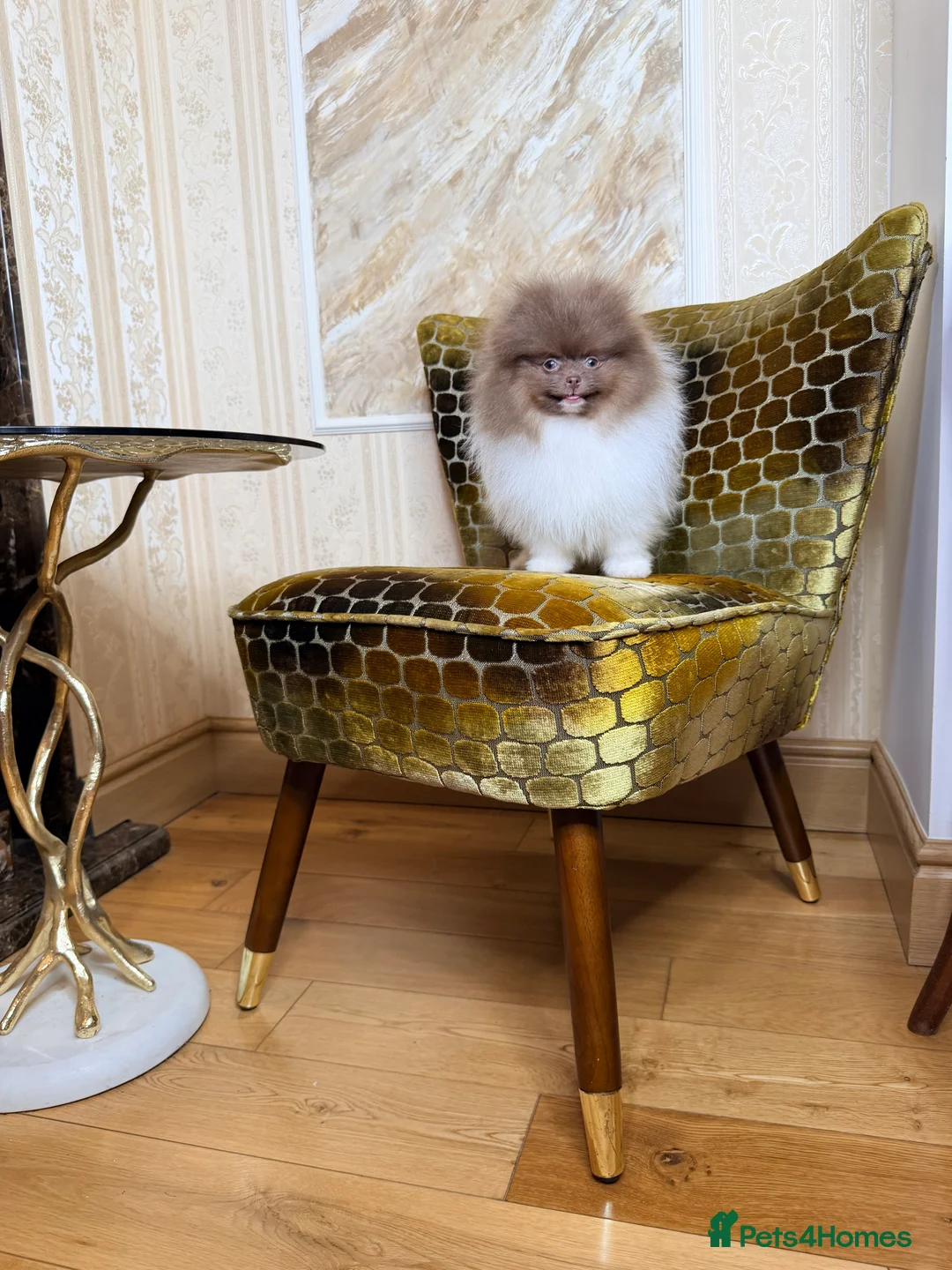 Pomeranian dogs for sale: Exclusive Lilac Party color Pomeranian Boy - Advert 24