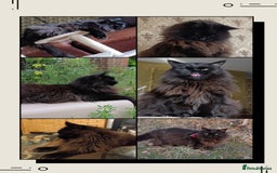 Maine Coon cats for sale: Maine-Coon kittens  - Image 40