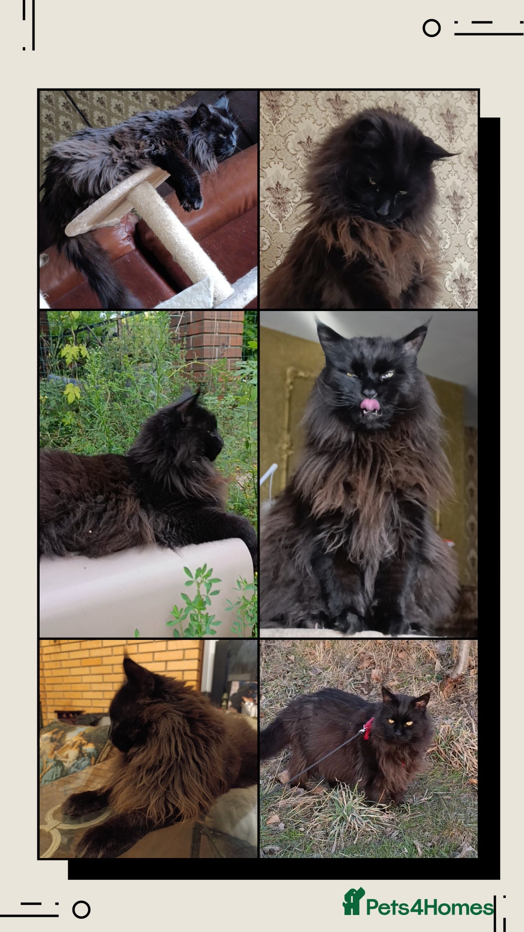 Maine Coon cats for sale: Maine-Coon kittens  - Image 40