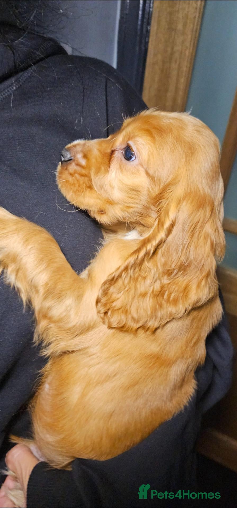 Cocker Spaniel dogs KC Show Type cocker spaniel puppies  - Advert 2