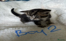Domestic Shorthair cats for sale: Domestic beautiful kittens  - Image 9
