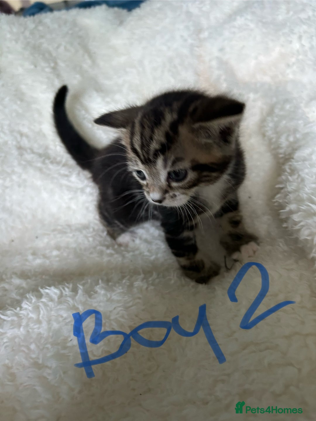 Domestic Shorthair cats for sale: Domestic beautiful kittens  - Image 9