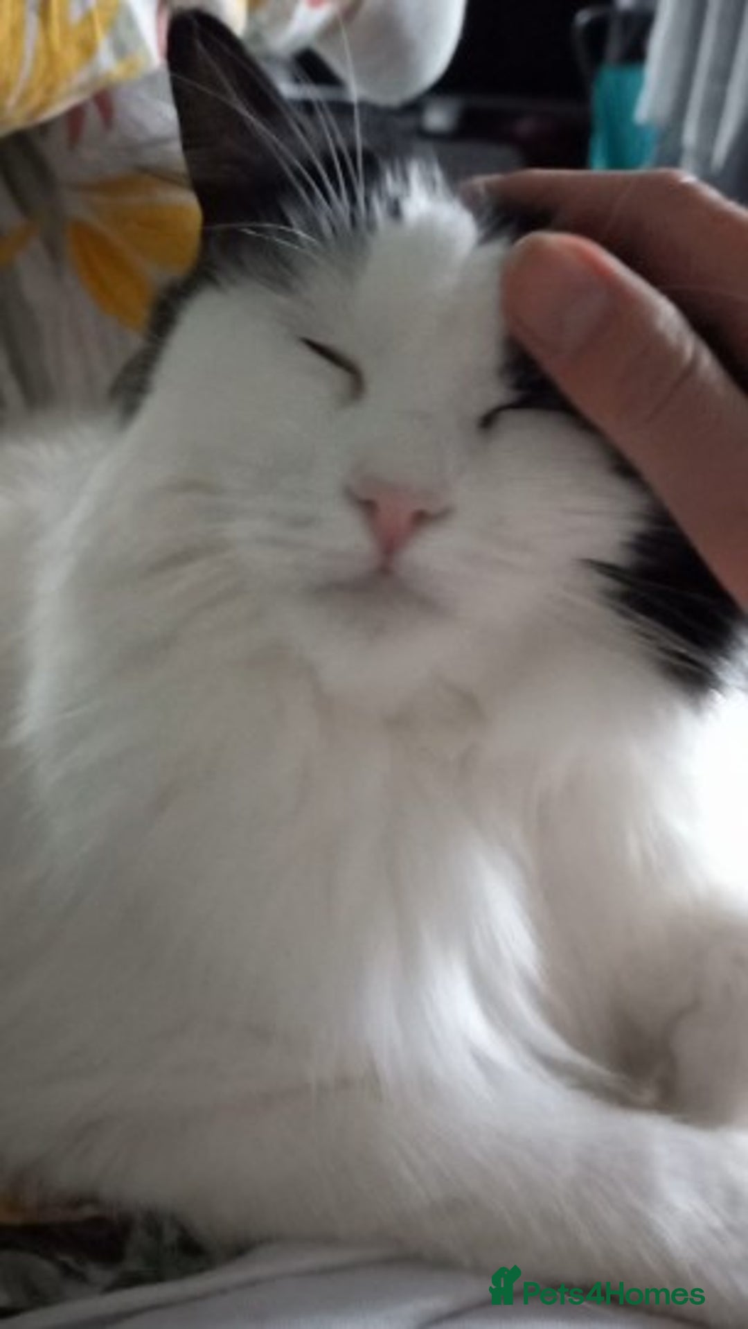 Mixed Breed cats for sale: Loving Indoor Cat Looking for a Good New Home - Image 7