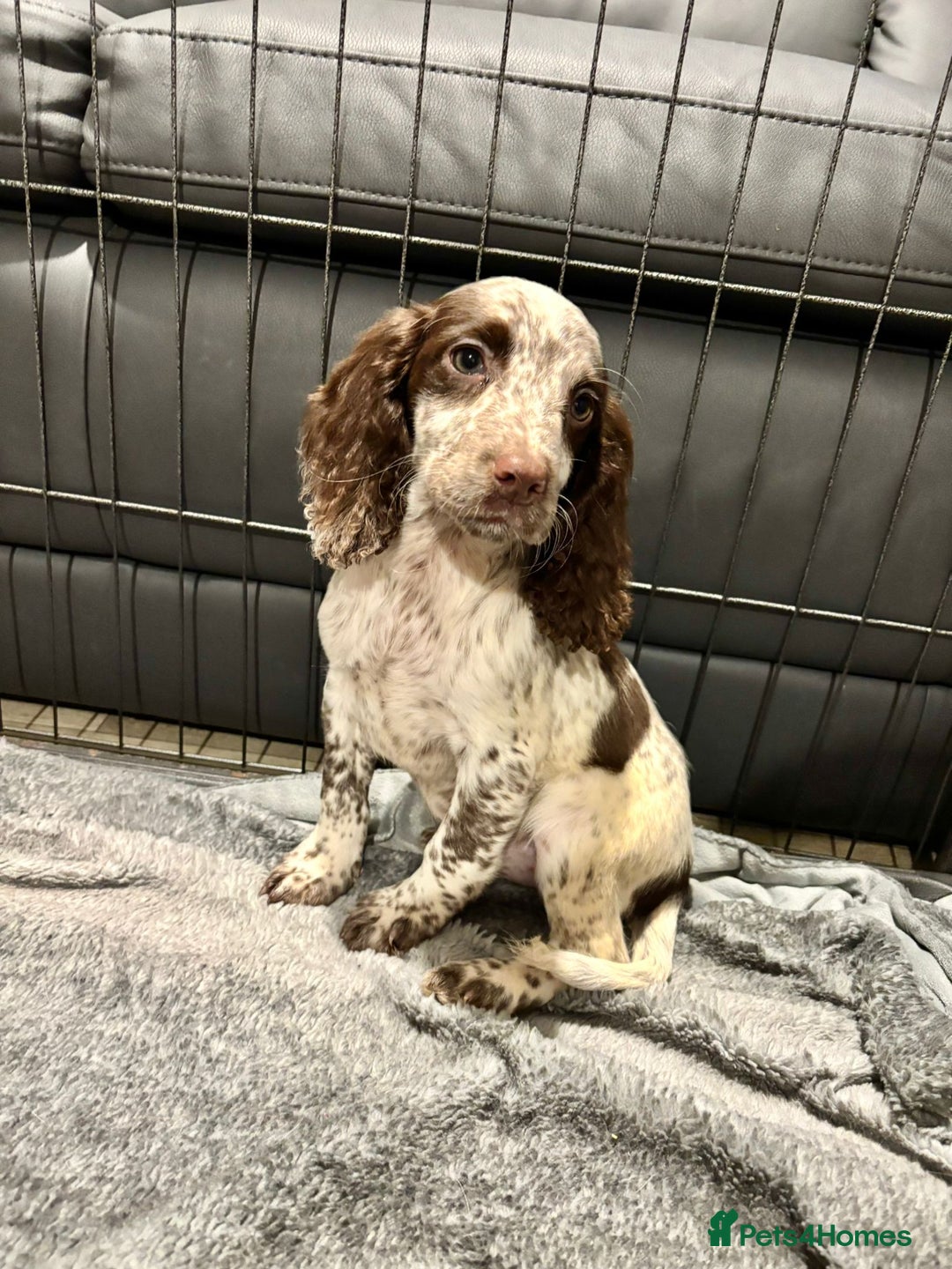 Cocker Spaniel dogs for sale: Cocker Spaniel Puppies Ready Now  - Advert 10