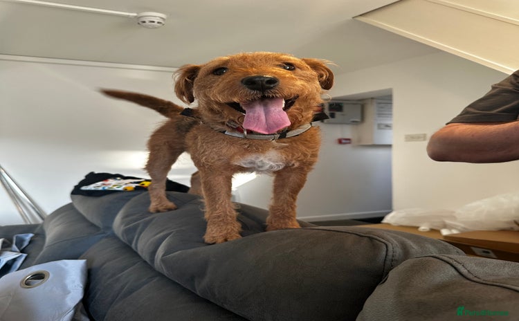 Mixed Breed dogs - Advert 3