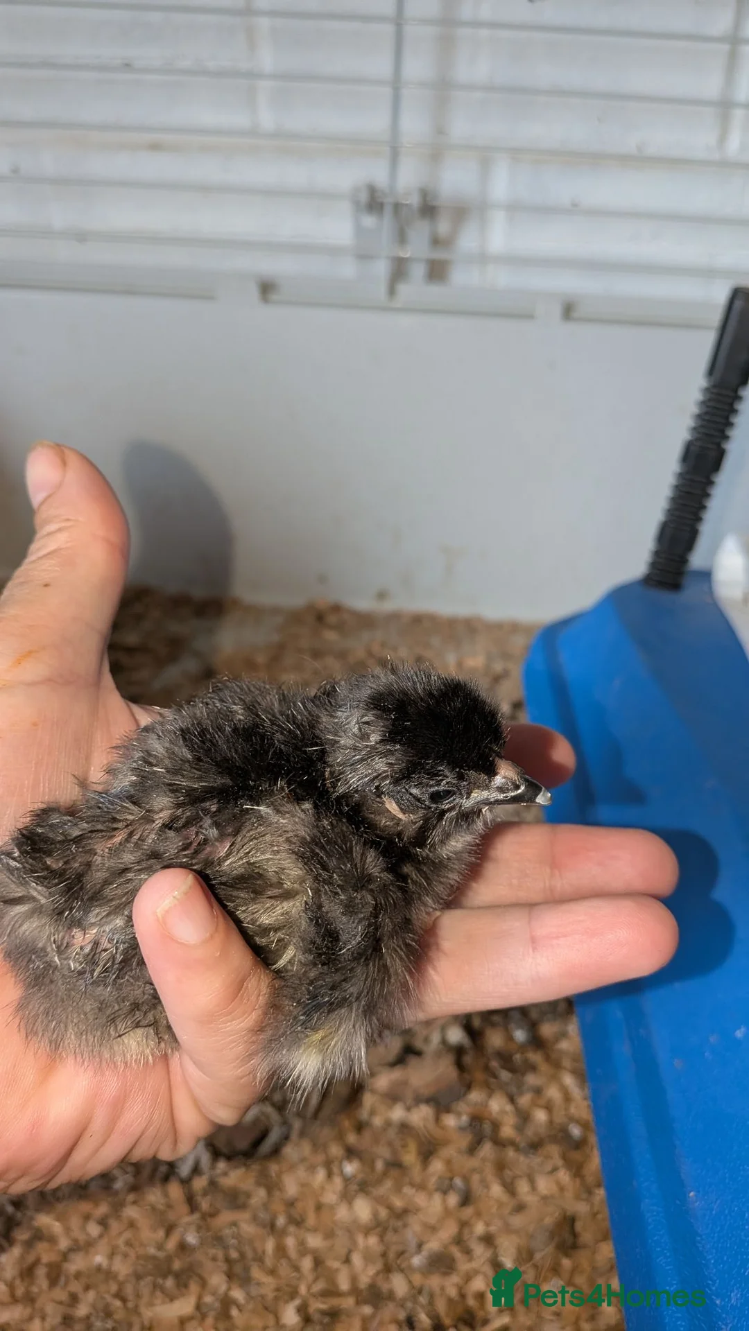 Mixed Breed poultry for sale: Chicks one lavender bantum and four mixed breed  - Advert 2
