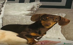 Dachshund dogs for sale: 🐾Dachshund puppies for sale 🐾 - Image 6