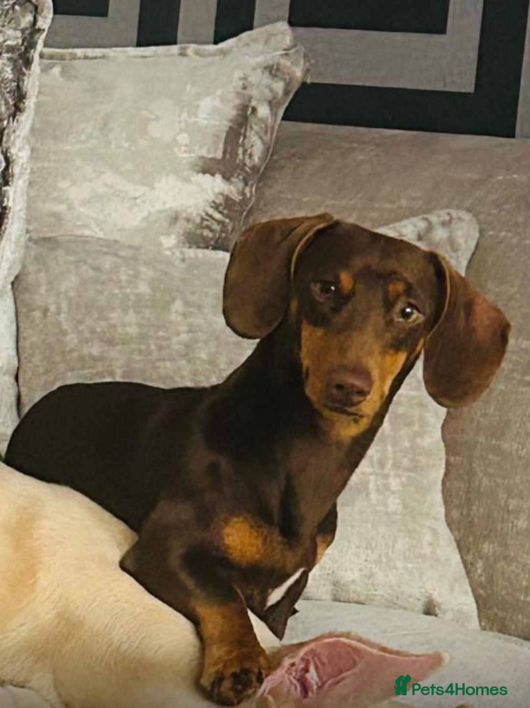 Dachshund dogs for sale: 🐾Dachshund puppies for sale 🐾 - Image 6