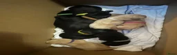 Labrador Retriever dogs for sale: 🐾 KC REGISTERED LABRADOR PUPPIES FOR SALE 🐾 in Bo'ness - Advert 3