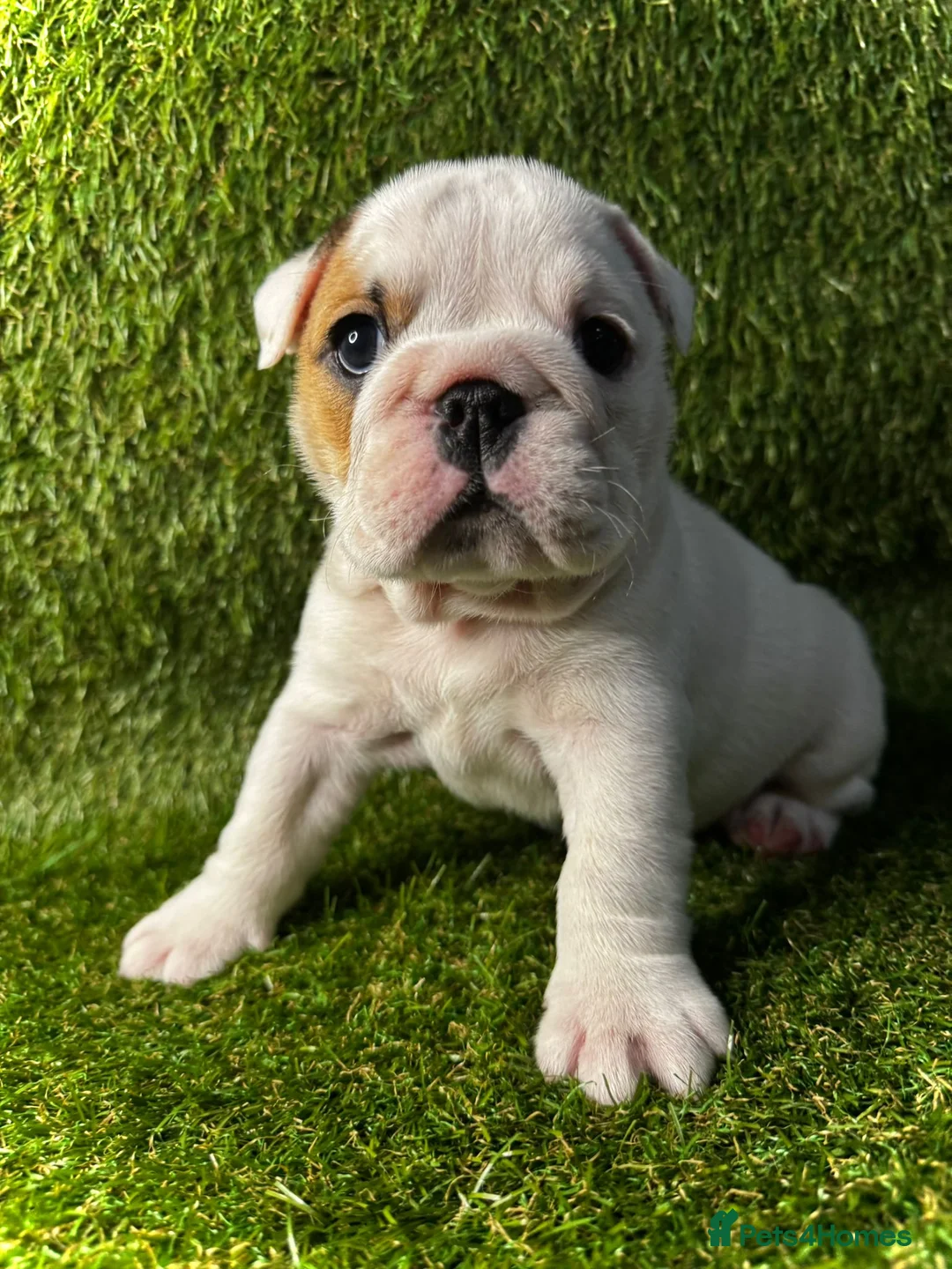 English Bulldog dogs for sale: English Bulldog Puppies - Advert 9